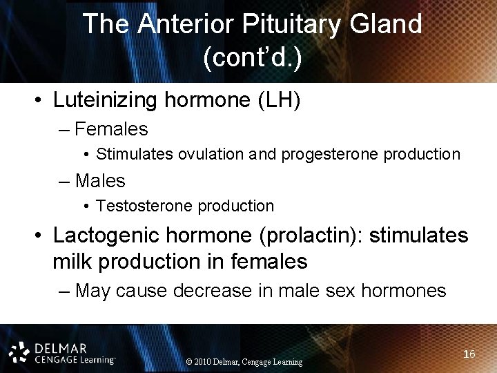 The Anterior Pituitary Gland (cont’d. ) • Luteinizing hormone (LH) – Females • Stimulates