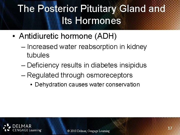 The Posterior Pituitary Gland Its Hormones • Antidiuretic hormone (ADH) – Increased water reabsorption