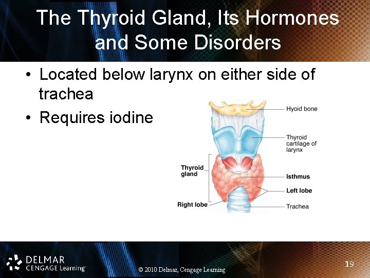 The Thyroid Gland, Its Hormones and Some Disorders • Located below larynx on either