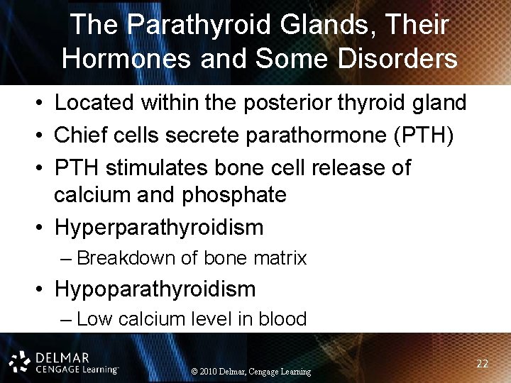 The Parathyroid Glands, Their Hormones and Some Disorders • Located within the posterior thyroid