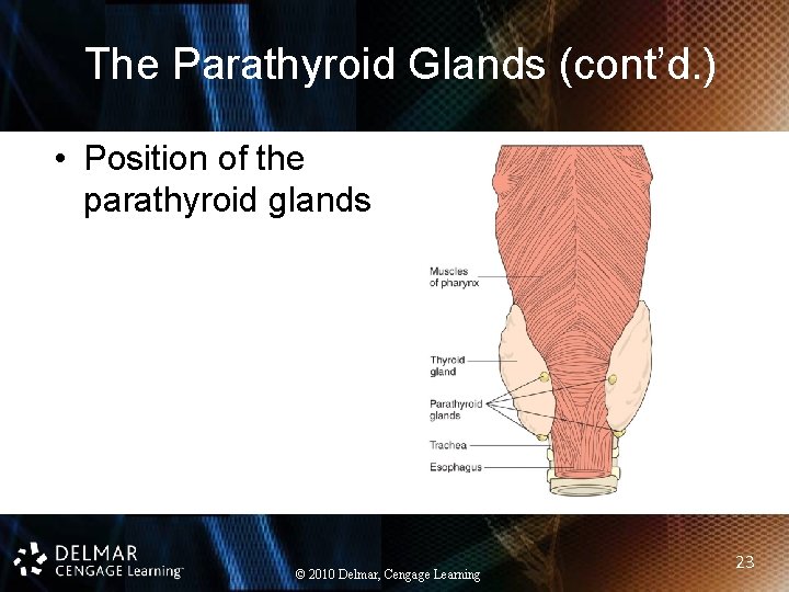 The Parathyroid Glands (cont’d. ) • Position of the parathyroid glands © 2010 Delmar,