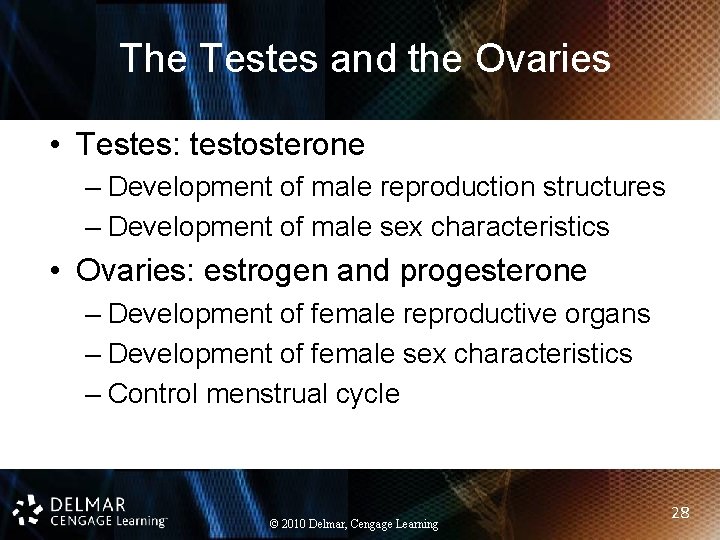 The Testes and the Ovaries • Testes: testosterone – Development of male reproduction structures