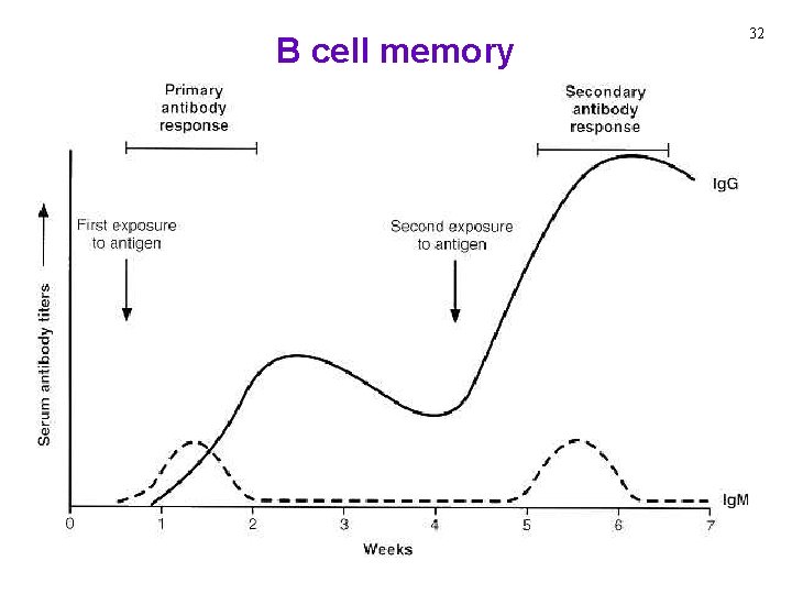 B cell memory 32 