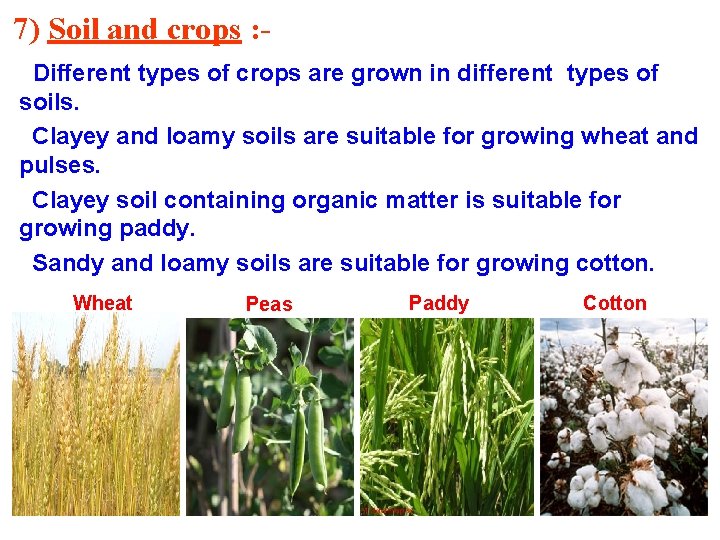 7) Soil and crops : Different types of crops are grown in different types