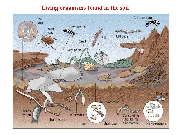 Living organisms found in the soil 