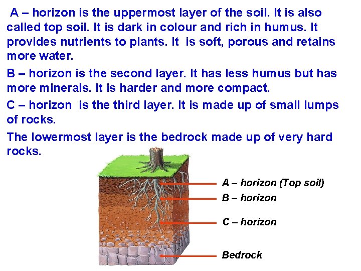 A – horizon is the uppermost layer of the soil. It is also called