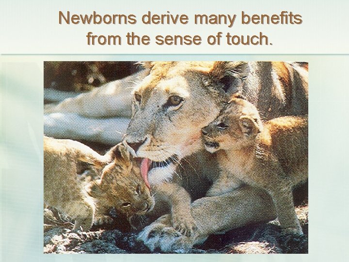 Newborns derive many benefits from the sense of touch. 