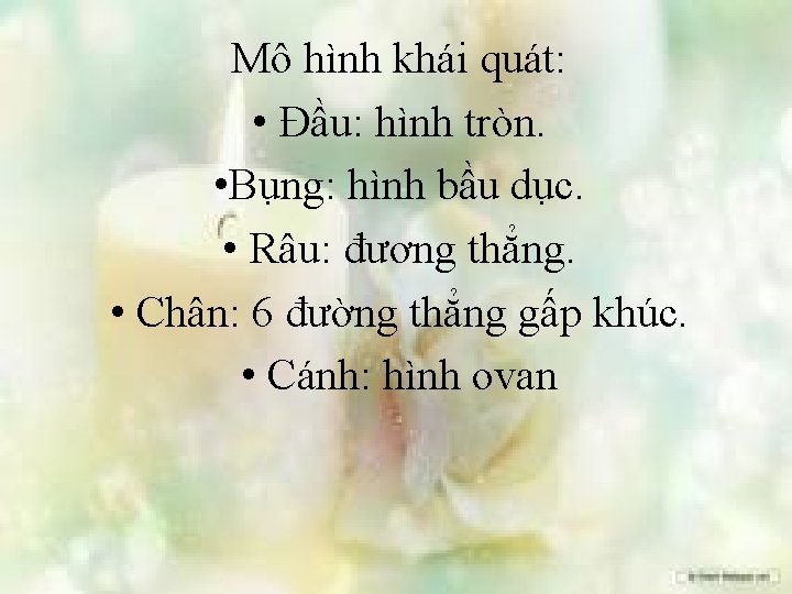 Mô hình khái quát: • Đầu: hình tròn. • Bụng: hình bầu dục. •