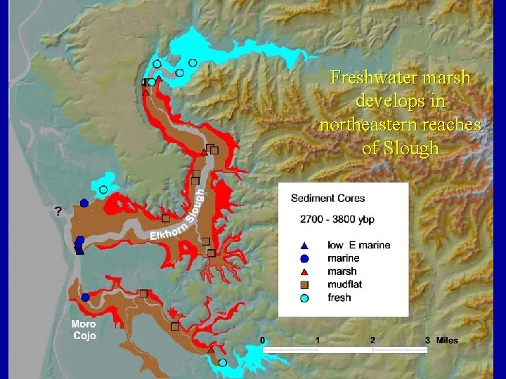 Freshwater marsh develops in northeastern reaches of Slough 