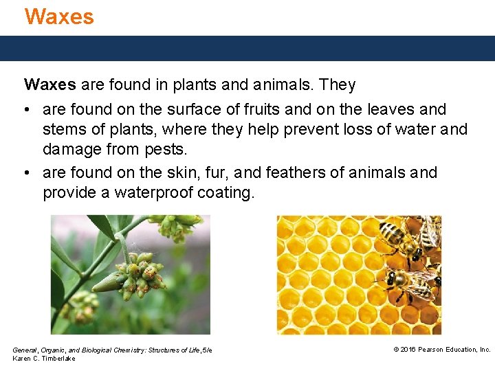 Waxes are found in plants and animals. They • are found on the surface