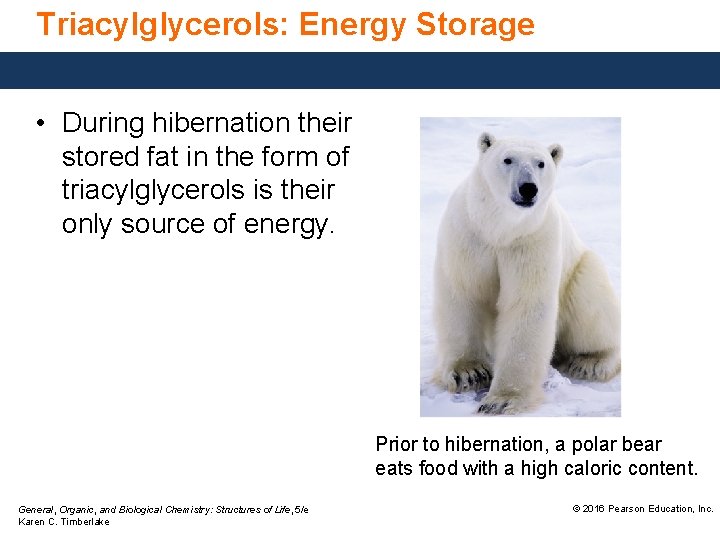 Triacylglycerols: Energy Storage • During hibernation their stored fat in the form of triacylglycerols