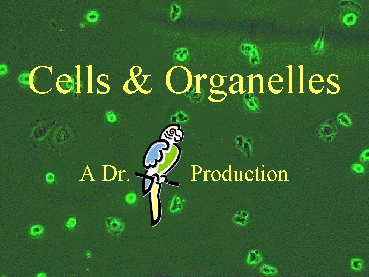 Cells & Organelles A Dr. Production 