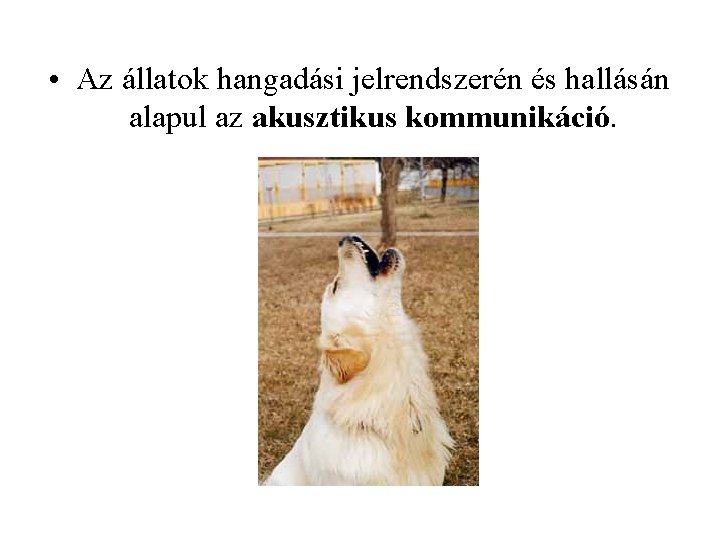  • Az állatok hangadási jelrendszerén és hallásán alapul az akusztikus kommunikáció. 