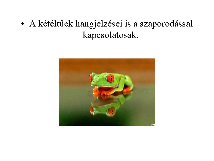  • A kétéltűek hangjelzései is a szaporodással kapcsolatosak. 