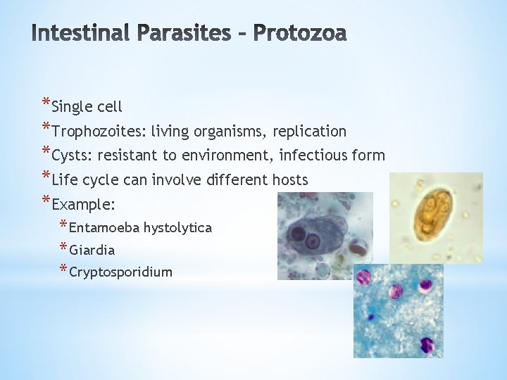 *Single cell *Trophozoites: living organisms, replication *Cysts: resistant to environment, infectious form *Life cycle