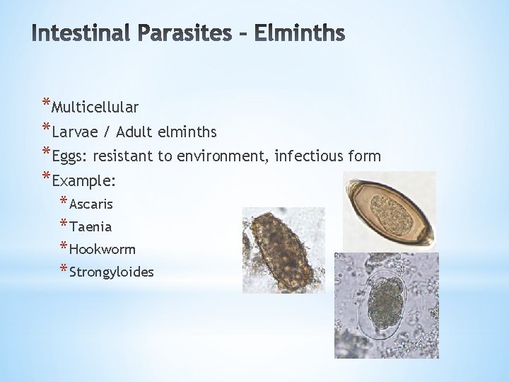 *Multicellular *Larvae / Adult elminths *Eggs: resistant to environment, infectious form *Example: * Ascaris