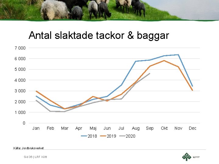 Antal slaktade tackor & baggar 7 000 6 000 5 000 4 000 3