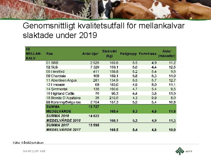 Genomsnittligt kvalitetsutfall för mellankalvar slaktade under 2019 Källa: Gård&Djurhälsan Sid 43 | LRF Kött