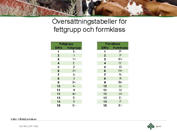 Översättningstabeller för fettgrupp och formklass Källa: Gård&Djurhälsan Sid 44 | LRF Kött 