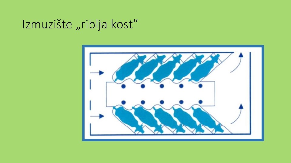 Izmuzište „riblja kost” 