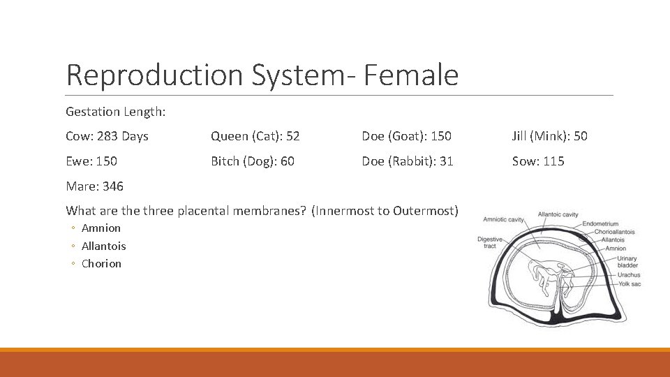 Reproduction System- Female Gestation Length: Cow: 283 Days Queen (Cat): 52 Doe (Goat): 150