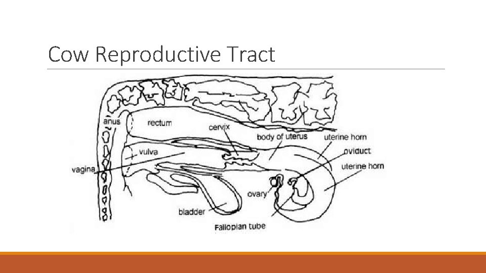 Cow Reproductive Tract 