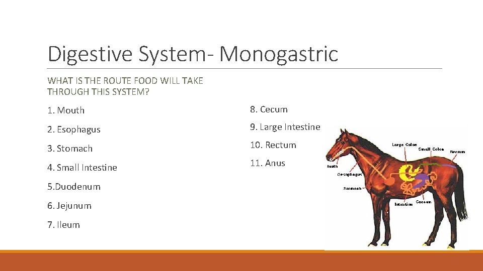 Digestive System- Monogastric WHAT IS THE ROUTE FOOD WILL TAKE THROUGH THIS SYSTEM? 1.
