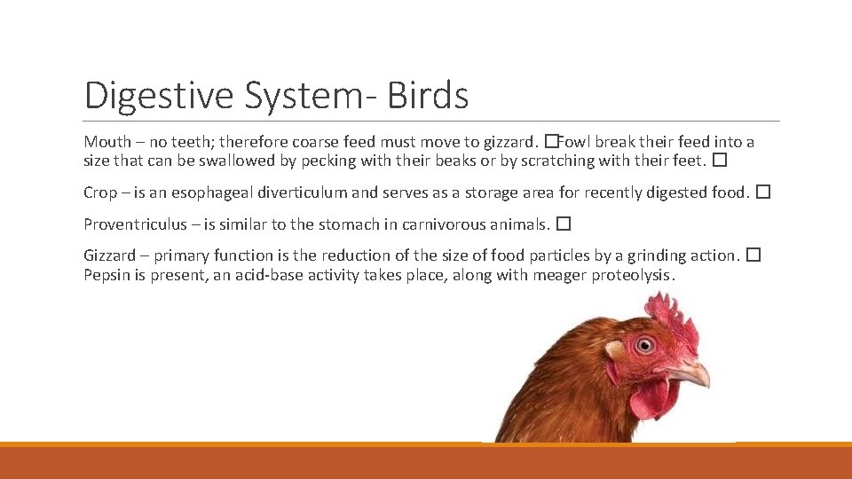 Digestive System- Birds Mouth – no teeth; therefore coarse feed must move to gizzard.