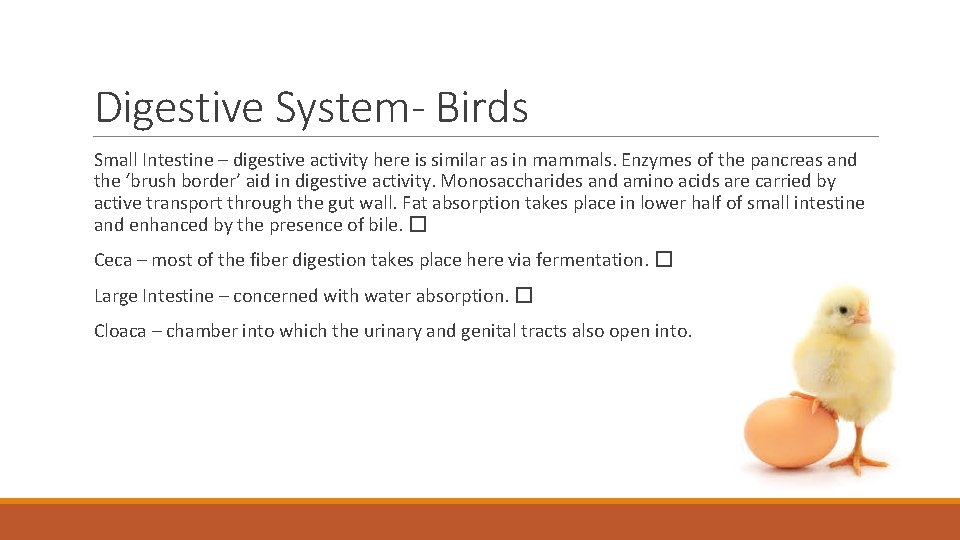 Digestive System- Birds Small Intestine – digestive activity here is similar as in mammals.