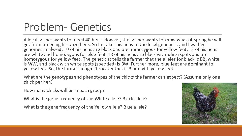 Problem- Genetics A local farmer wants to breed 40 hens. Howver, the farmer wants