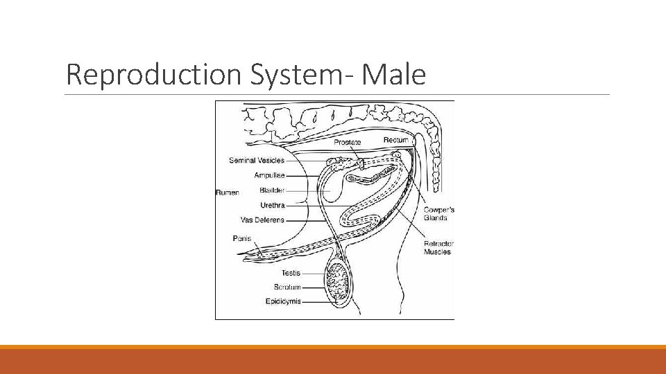 Reproduction System- Male 