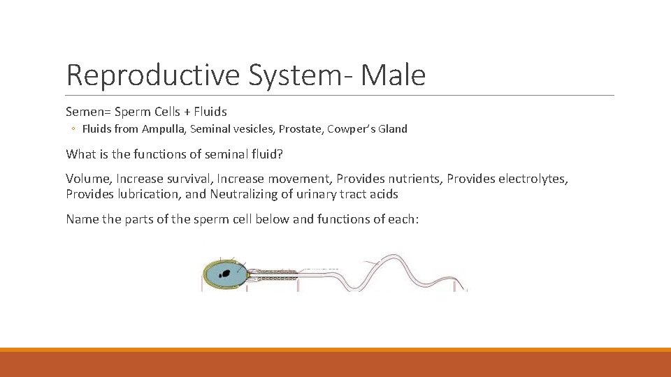 Reproductive System- Male Semen= Sperm Cells + Fluids ◦ Fluids from Ampulla, Seminal vesicles,