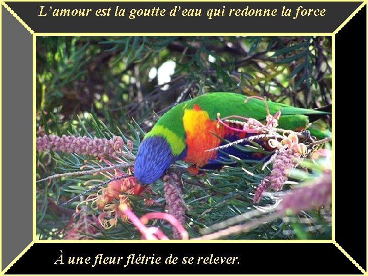 L’amour est la goutte d’eau qui redonne la force À une fleur flétrie de