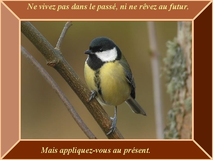 Ne vivez pas dans le passé, ni ne rêvez au futur, Mais appliquez-vous au