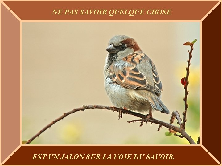 NE PAS SAVOIR QUELQUE CHOSE EST UN JALON SUR LA VOIE DU SAVOIR. 