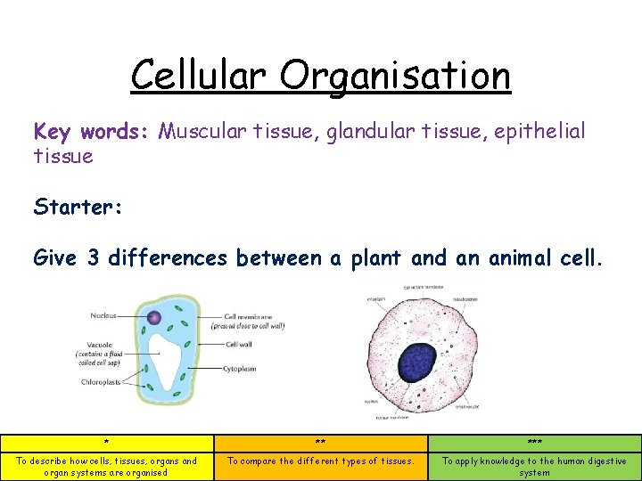 Cellular Organisation Key words: Muscular tissue, glandular tissue, epithelial tissue Starter: Give 3 differences