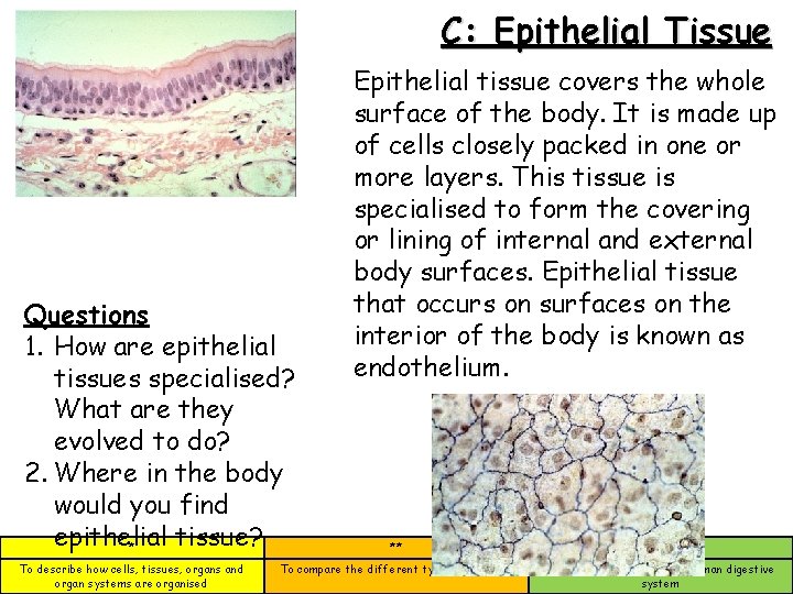 C: Epithelial Tissue Questions 1. How are epithelial tissues specialised? What are they evolved