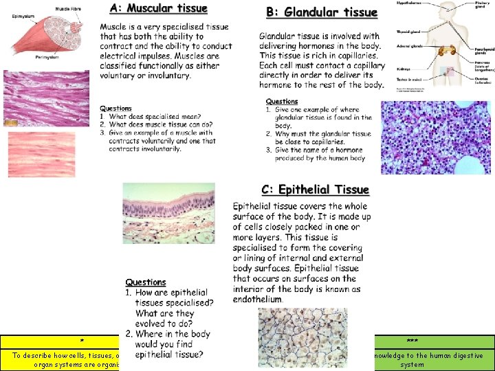 * ** *** To describe how cells, tissues, organs and organ systems are organised