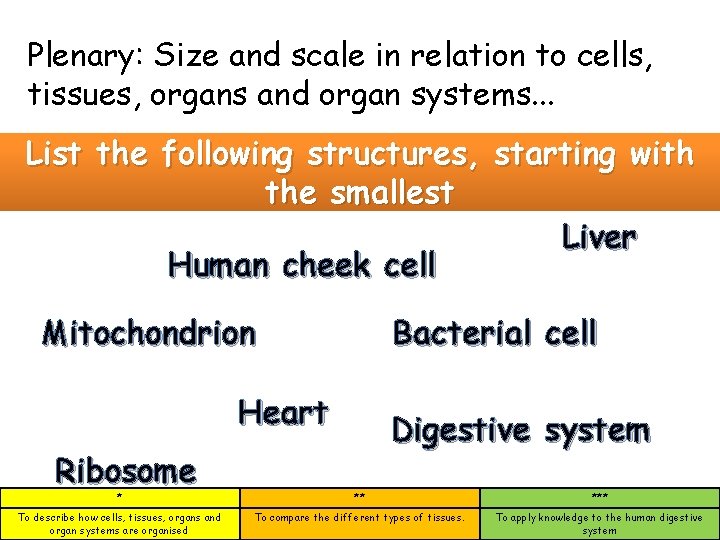 Plenary: Size and scale in relation to cells, tissues, organs and organ systems. .