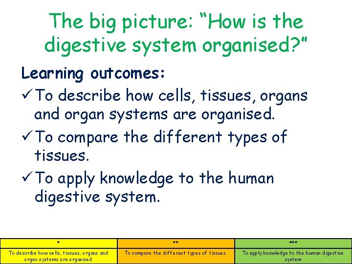 The big picture: “How is the digestive system organised? ” Learning outcomes: ü To