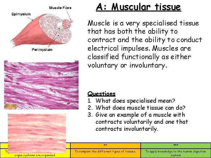 A: Muscular tissue Muscle is a very specialised tissue that has both the ability