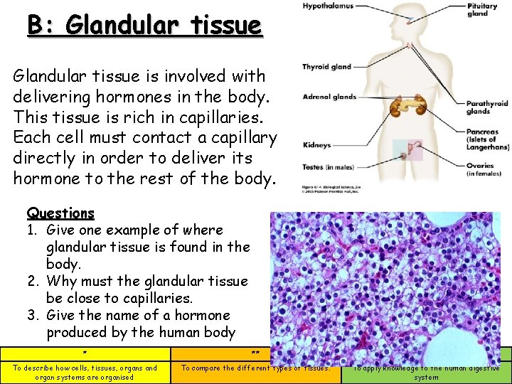 B: Glandular tissue is involved with delivering hormones in the body. This tissue is