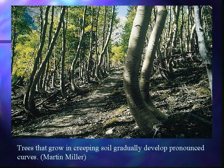 Trees that grow in creeping soil gradually develop pronounced curves. (Martin Miller) 