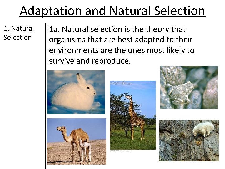 Adaptation and Natural Selection 1 a. Natural selection is theory that organisms that are