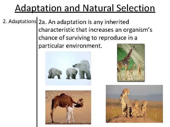 Adaptation and Natural Selection 2. Adaptations 2 a. An adaptation is any inherited characteristic