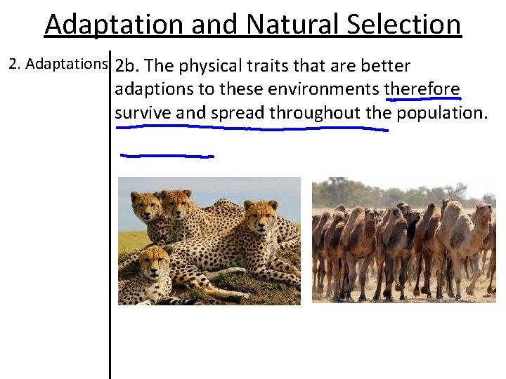 Adaptation and Natural Selection 2. Adaptations 2 b. The physical traits that are better