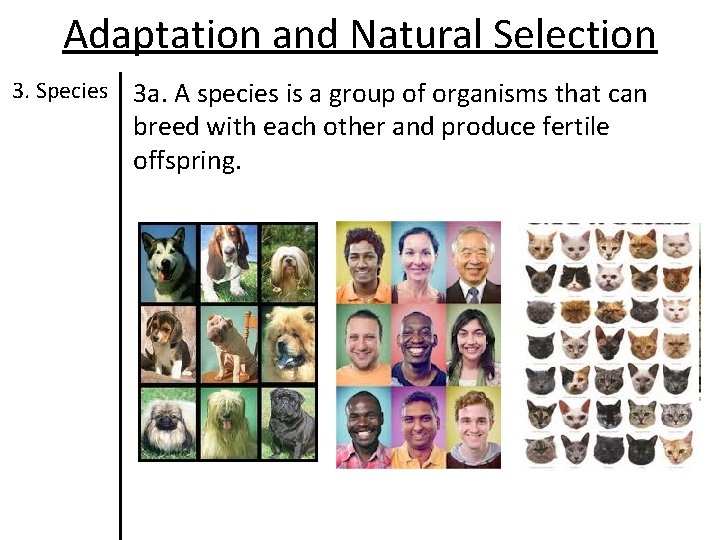 Adaptation and Natural Selection 3. Species 3 a. A species is a group of