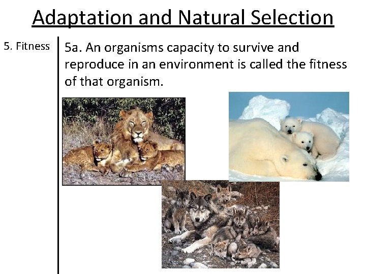 Adaptation and Natural Selection 5. Fitness 5 a. An organisms capacity to survive and