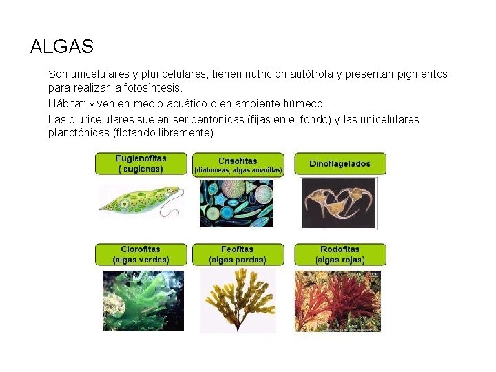 ALGAS Son unicelulares y pluricelulares, tienen nutrición autótrofa y presentan pigmentos para realizar la