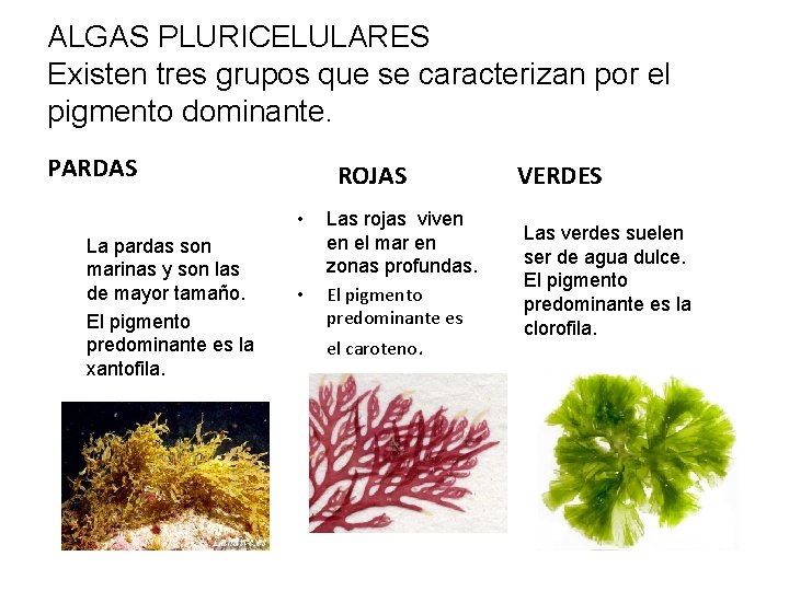 ALGAS PLURICELULARES Existen tres grupos que se caracterizan por el pigmento dominante. PARDAS ROJAS ALGAS PLURICELULARES Existen tres grupos que se caracterizan por el pigmento dominante. PARDAS ROJAS